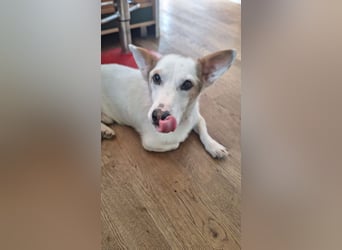 Corgi Mischlings-Rüde Peppi (Strolch) sucht sein Glück