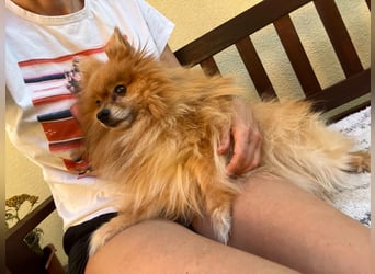 Mogyoro SR- kleiner Pomeranian mit großem Nachholbedarf sucht geduldige Menschen