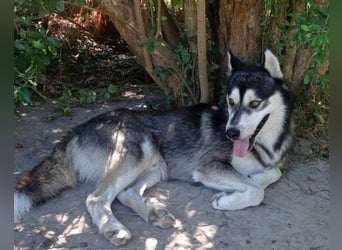 Husky Tedy: aktiv und lebensfroher Bub