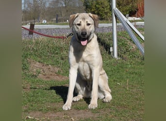 Atilla - Zuhause gesucht
