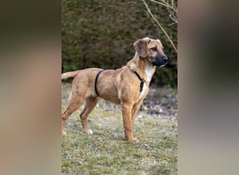 Herzensbrecher Bernie sucht sein Happy End (82515 Wolfratshausen)