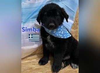 Simba,geb.02/25,griech.Hütehundebub sucht seine Familie,bereits auf PS in 66557 Illingen