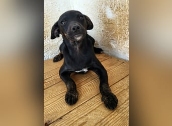 Pippa, muss dringend aus dem Tierheim raus