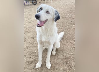 Popcorn, geb. ca. 09/2023, lebt in GRIECHENLAND, auf einem Gelände, auf dem die Hunde notdürftig ver