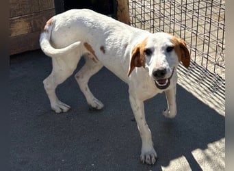 Bracken-Bub ♥Tilly♥ ein wahrer Sonnenschein sucht seine PS oder ES
