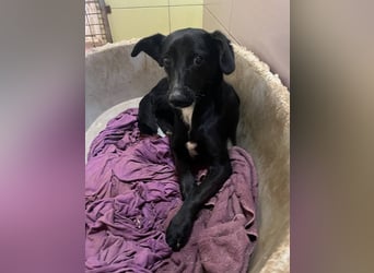 Zuckersüße FIONA ist verspielt und neugierig
