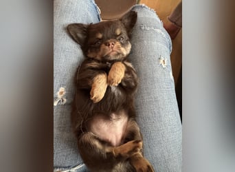 Wir haben aktuell Welpen. 2 Chihuahua Mädels