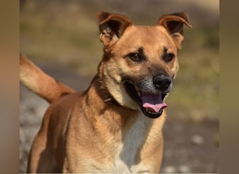 Borko S272 sucht ein ruhiges Zuhause