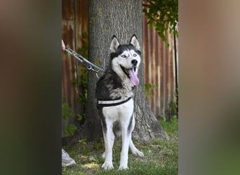 Maja SI – Liebevolle Husky-Dame sucht sportliches Zuhause