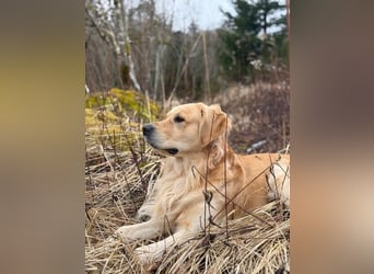 Golden Retriever Deckrüde