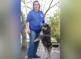 Timmy - freundlich, verschmuster Rüde der die Nähe der Menschen genießt
