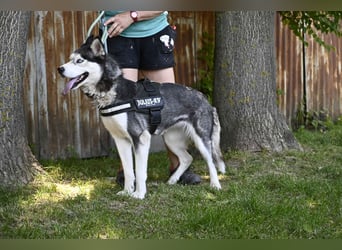 Maja SI – Liebevolle Husky-Dame sucht sportliches Zuhause