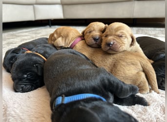 Reinrassige Labrador Welpen in foxred und schwarz