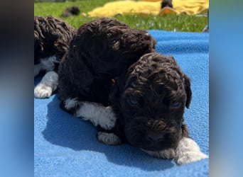 Lagotto Romagnolo, Welpen von ausgezeichneter Qualität