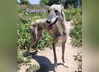 Romerita 05/2021 (in Deutschland) - wunderschöne, sympathische und soziale Galga!