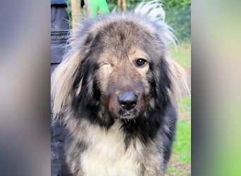 Cherubino - NOTFALL - sucht einen Für-immer-Freund