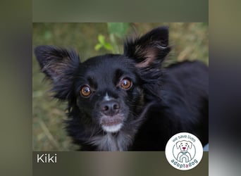 Kiki: Sucht ein Zuhause