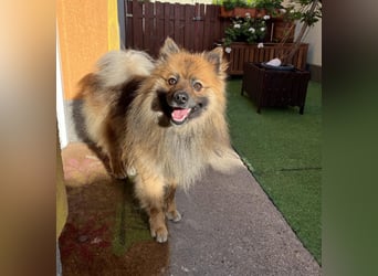 Bailey-SR, hübscher Kerl sucht ein Zuhause.