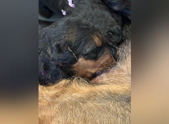 Typvolle Airedale Terrier Welpen aus Leistungszucht VDH/KfT