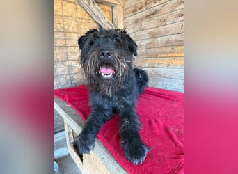 Oskar, Schnauzer-Mix, Rüde, geb. am 15.04.2021, 53 cm, 15 kg
