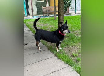 ♥LILA♥ neu auf Pflegestelle bei Köln - hübsche, ganz liebe kleine Hündin 35 cm