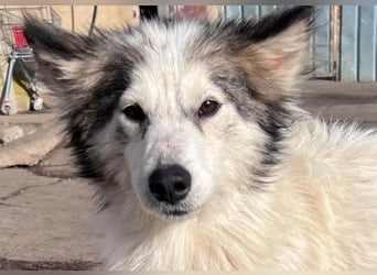 Aimee, RESERVIERT Husky-Collie Mix Lady ,  verjagt und sich selbst überlassen