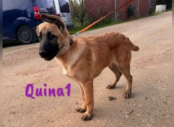 Quina1 06/2024 (ESP) - bezaubernde, aufgeschlossene & soziale Schäferhund-Mix Welpin!