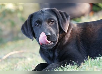 Labradorwelpen