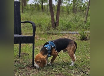 Leano sucht ein Beagle erfahrenes Heim