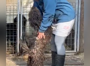 Zizegö, kleine Puli-Mischlingshündin freut sich auf eure Begegnung