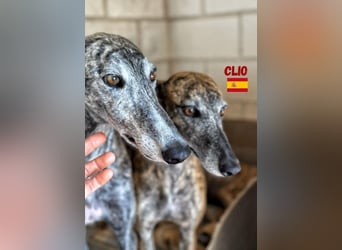 Clio,geb.06/19,freundliche Galgo-Hündin sucht ihre Familie
