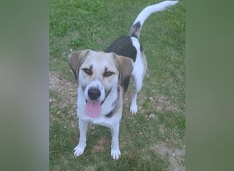 Daisy Anfängerhund - einfach traumhaft