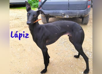 Lápiz 09/2023 (ESP) - freundlicher und athletischer, hübscher Galgo!