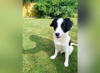 Sanfter Junghund Max(6 Mon/50 cm/15 kg) sucht liebevolles Zuhause
