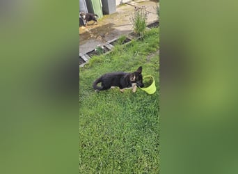 Schäferhund Welpen
