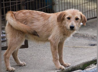 Neugieriger DARCY – ein Traum auf vier Pfoten