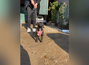 Pebbles - unsere kleine Wirbelmaus