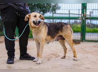 Honey,  Schäferhund-Mix, lieb und sozial