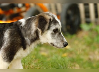 SIMON sucht ein Zuhause