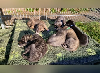 Irish Wolfhound Welpen