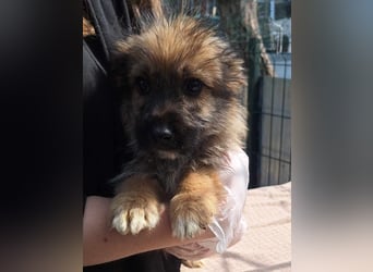 ⭐️MALIBU⭐️, Rüde, 3 Monate, 23 cm, Mischling, Tierschutz