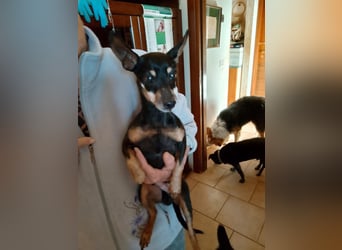 süßer Milo sucht sein Glück für immer