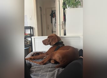 Pepito junger Doberman