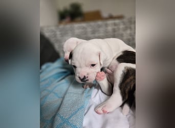 American Bulldog Welpen aus Hybrid/Standard Verpaarung ab Mitte Juni abzugeben, www.cocodin-bulls.de