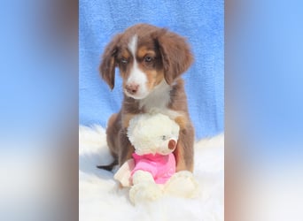 Super schöne Miniature Australian Shepherd Schmusebärchen aus liebevoller Hausaufzucht .