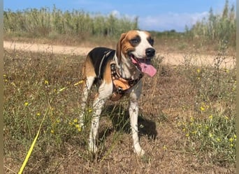 Dimmi – junger französischer Laufhund-Mischling sucht liebevolles Zuhause