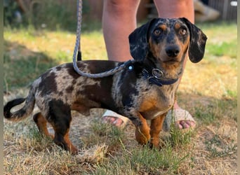 Rocky, geboren 06.2023, 27cm sucht sein Zuhause