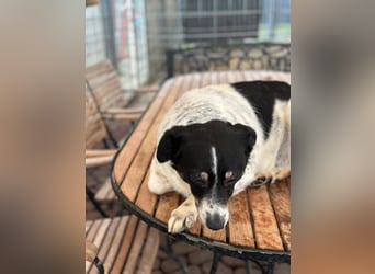 BECKY sucht ein liebevolles Zuhause