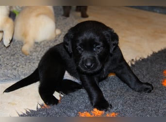 Unsere bildhübschen, vitalen Labradorwelpen sind gelandet!