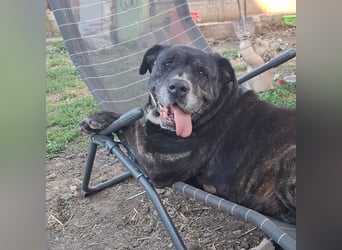 Cane Corso Hündin Sarah, 10 Jahre sucht ein Zuhause